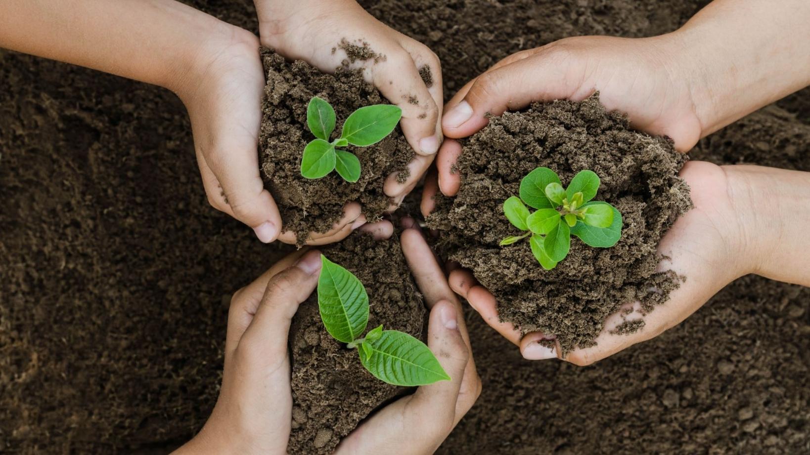 Three hands holding soil with a small green plant growing from it, symbolising growth and care for the environment.